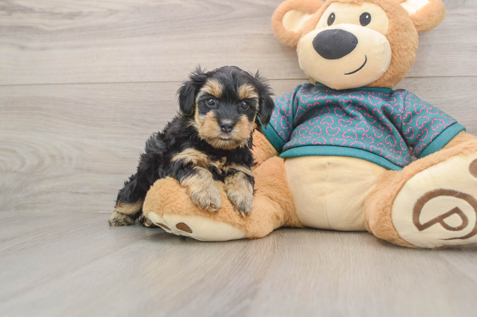 Adorable Yorkiedoodle Poodle Mix Puppy