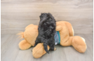 Playful Yo Yo Poo Poodle Mix Puppy