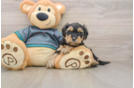 Yorkie Poo Puppy for Adoption