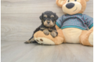 Small Yorkie Poo Baby