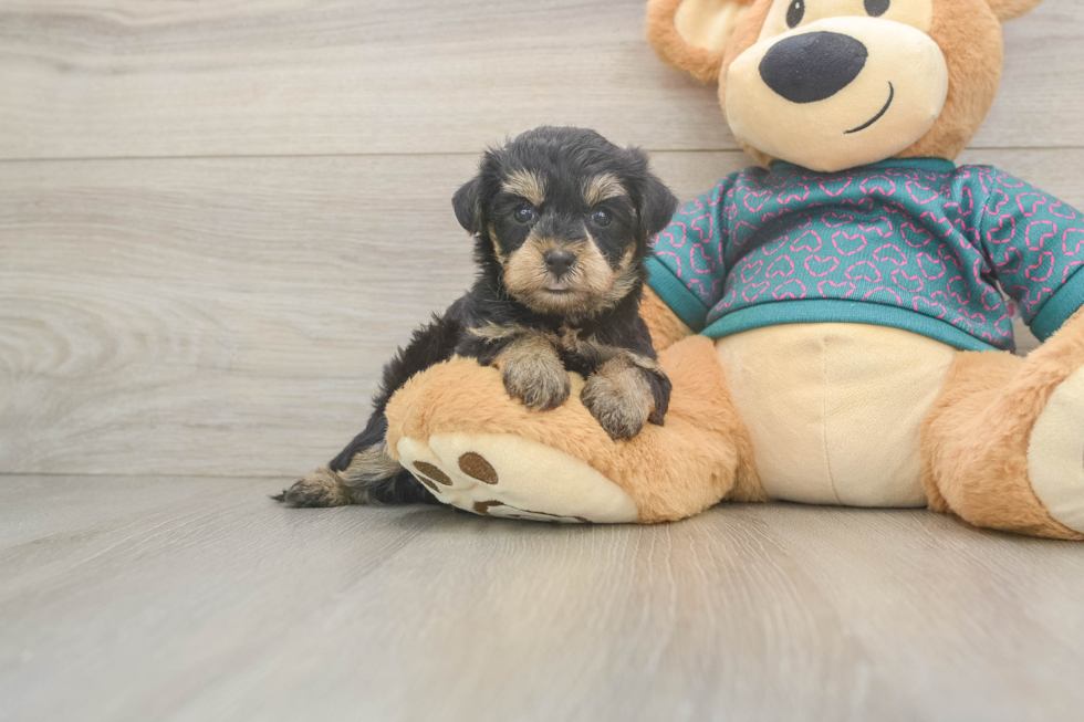 Small Yorkie Poo Baby