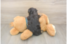 Petite Yorkie Poo Poodle Mix Pup
