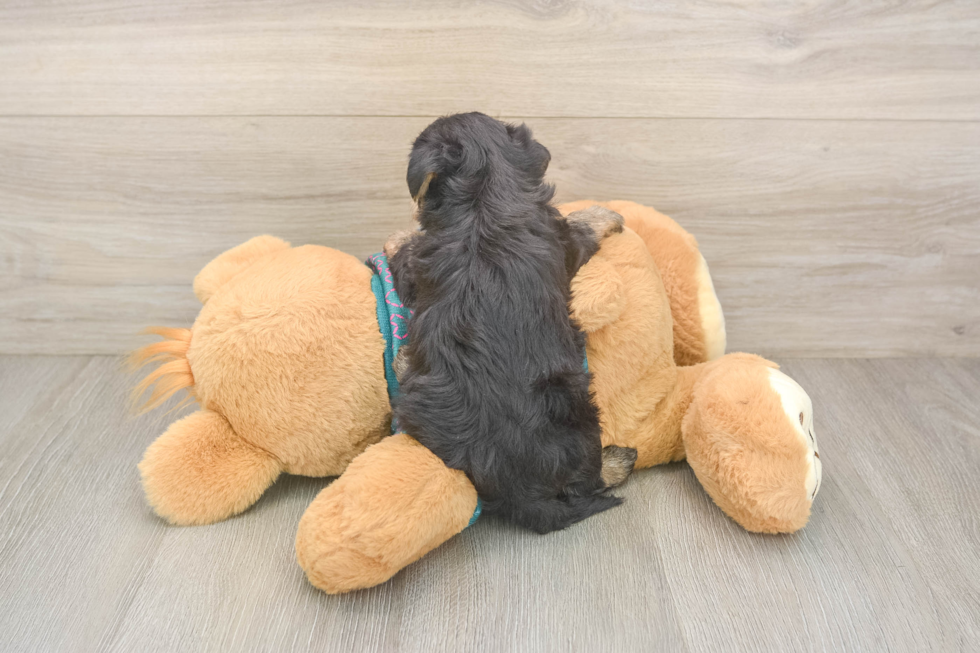 Petite Yorkie Poo Poodle Mix Pup