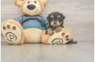 Friendly Yorkie Poo Baby