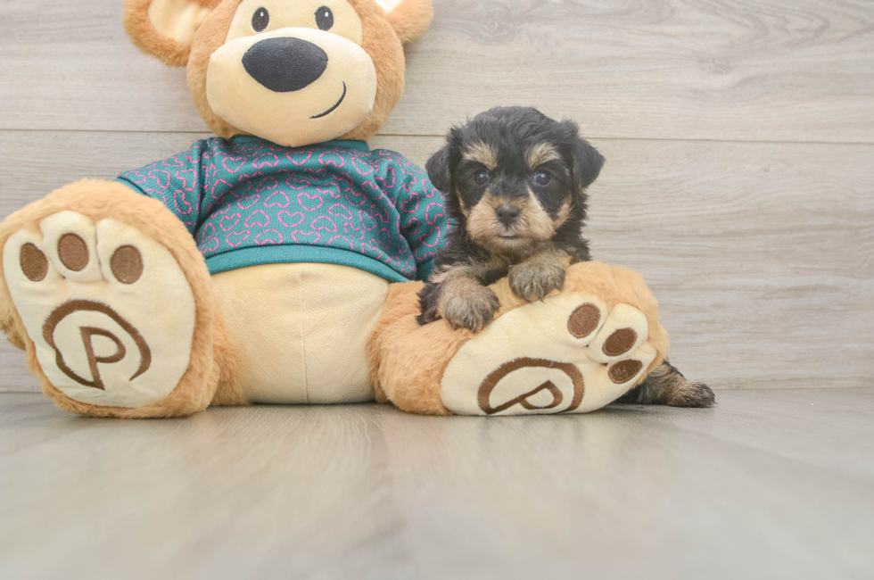 5 week old Yorkie Poo Puppy For Sale - Seaside Pups