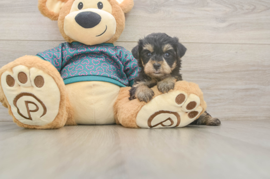 Friendly Yorkie Poo Baby