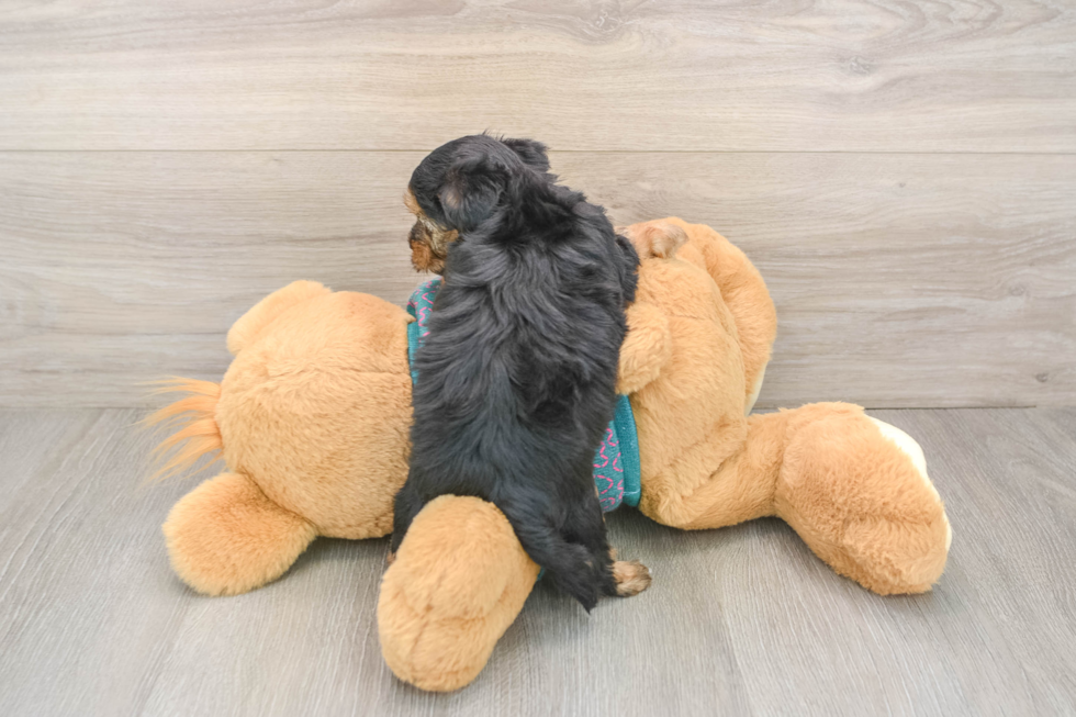 Popular Yorkie Poo Poodle Mix Pup
