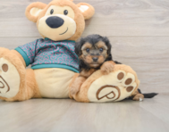 7 week old Yorkie Poo Puppy For Sale - Seaside Pups