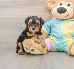 7 week old Yorkie Poo Puppy For Sale - Seaside Pups