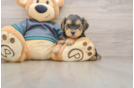 Yorkie Poo Puppy for Adoption