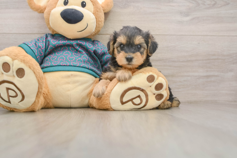 Yorkie Poo Puppy for Adoption