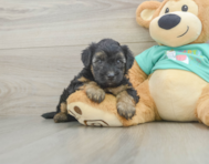 7 week old Yorkie Poo Puppy For Sale - Seaside Pups