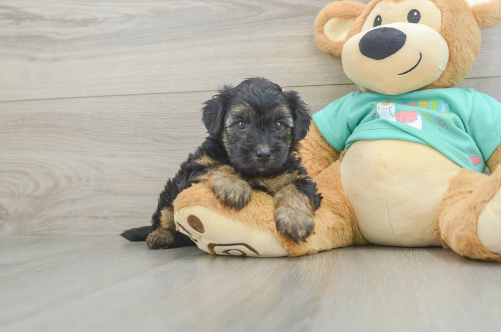 5 week old Yorkie Poo Puppy For Sale - Seaside Pups