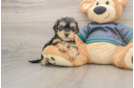 Sweet Yorkie Poo Baby