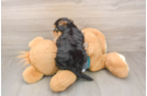 Yorkie Poo Pup Being Cute