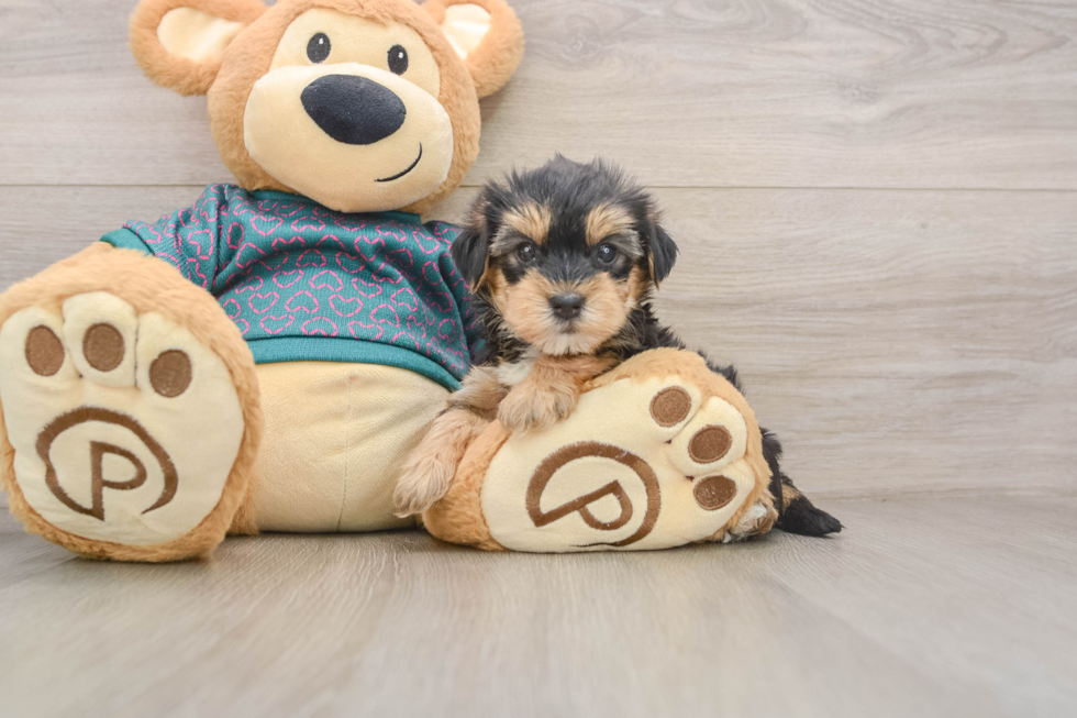 Popular Yorkie Poo Poodle Mix Pup