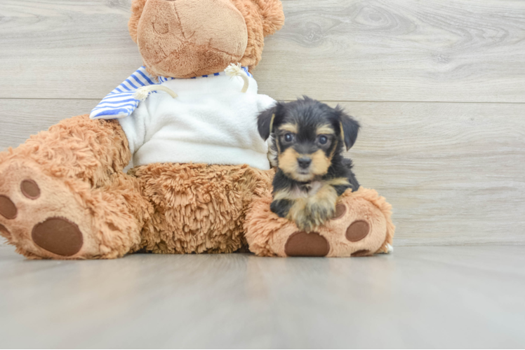 Yorkie Poo Puppy for Adoption