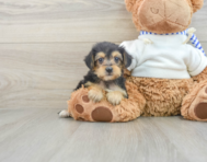 8 week old Yorkie Poo Puppy For Sale - Seaside Pups