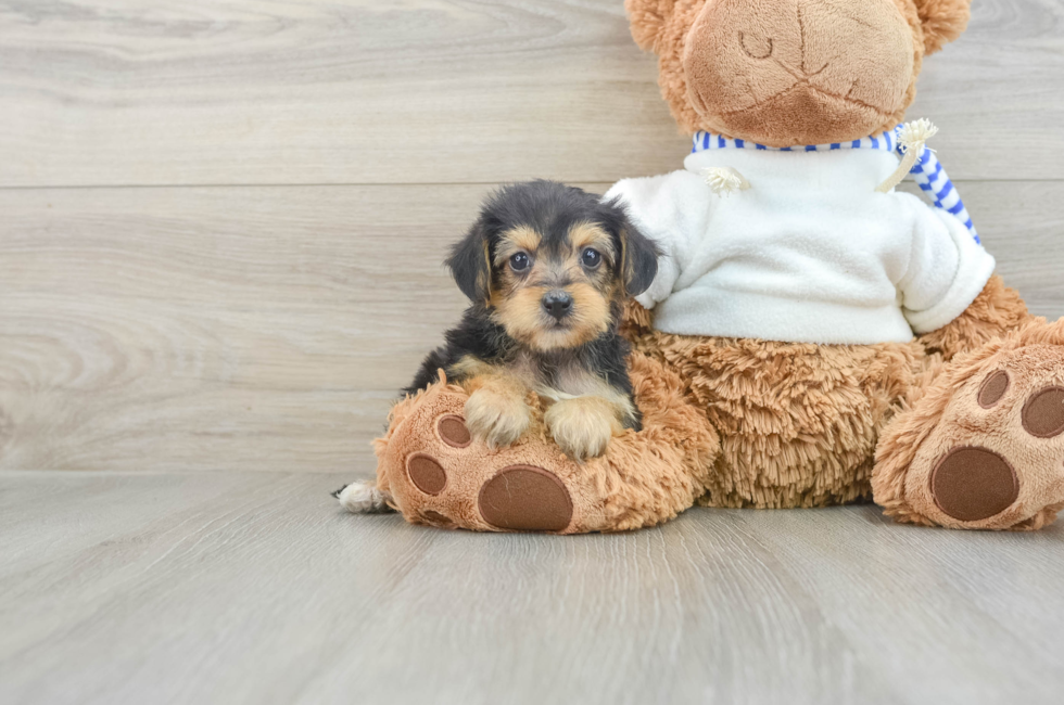 6 week old Yorkie Poo Puppy For Sale - Seaside Pups