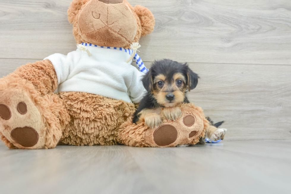 Yorkie Poo Puppy for Adoption