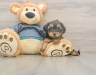 8 week old Yorkie Poo Puppy For Sale - Seaside Pups