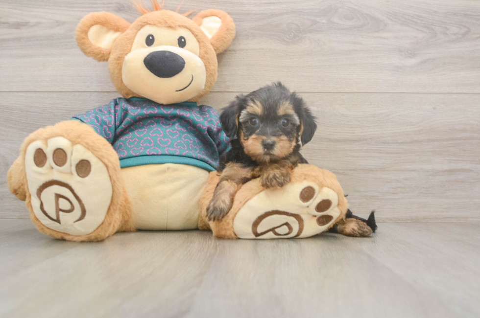 5 week old Yorkie Poo Puppy For Sale - Seaside Pups