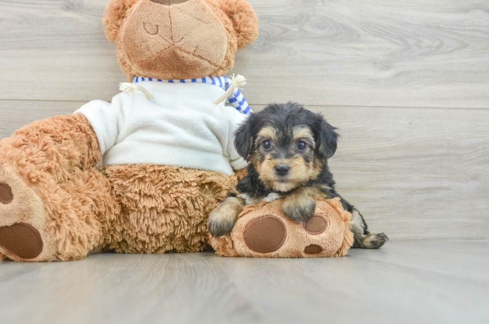 6 week old Yorkie Poo Puppy For Sale - Seaside Pups