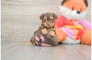 Smart Yorkie Poo Poodle Mix Pup