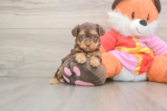 Smart Yorkie Poo Poodle Mix Pup