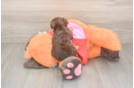 Adorable Yorkiedoodle Poodle Mix Puppy