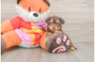 Yorkie Poo Puppy for Adoption