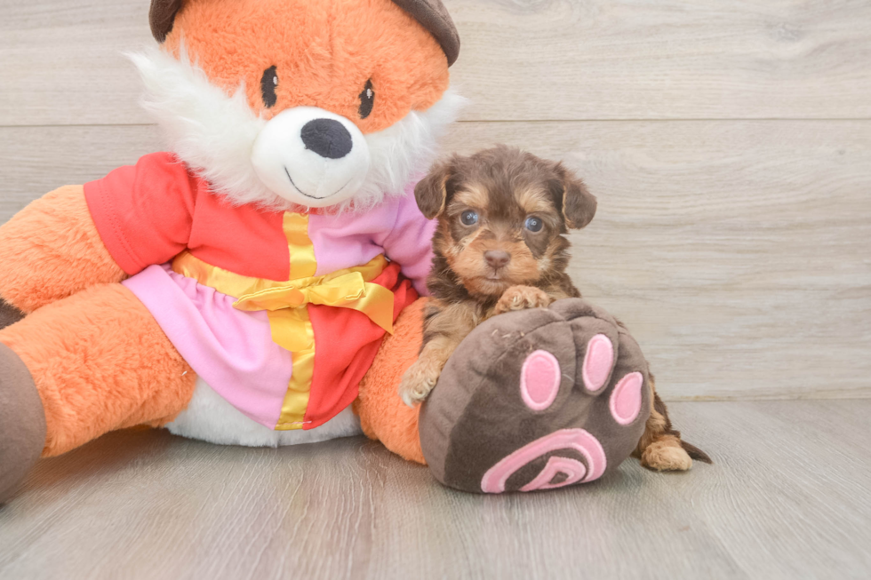 Yorkie Poo Puppy for Adoption