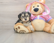 7 week old Yorkie Poo Puppy For Sale - Seaside Pups
