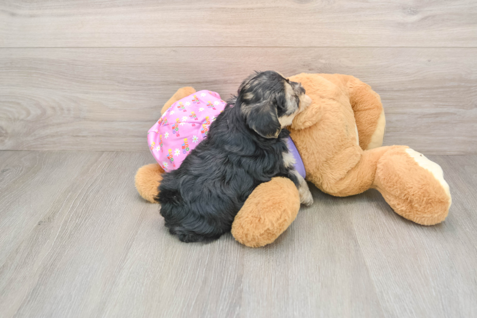 Yorkie Poo Puppy for Adoption