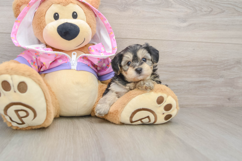Adorable Yorkiedoodle Poodle Mix Puppy