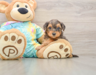 7 week old Yorkie Poo Puppy For Sale - Seaside Pups