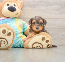 8 week old Yorkie Poo Puppy For Sale - Seaside Pups