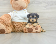 6 week old Yorkie Poo Puppy For Sale - Seaside Pups