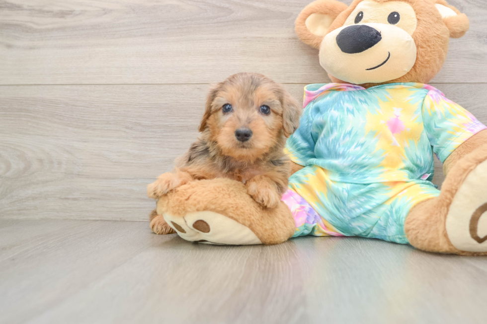 Playful Yo Yo Poo Poodle Mix Puppy