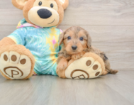 7 week old Yorkie Poo Puppy For Sale - Seaside Pups