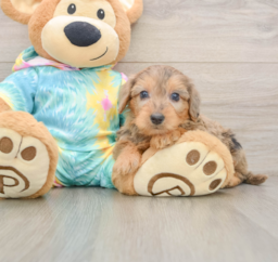 8 week old Yorkie Poo Puppy For Sale - Seaside Pups