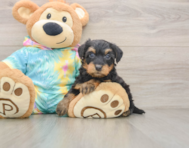 7 week old Yorkie Poo Puppy For Sale - Seaside Pups