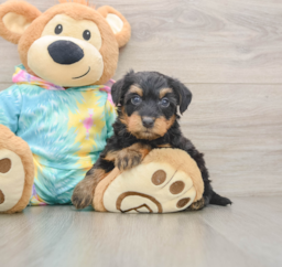 8 week old Yorkie Poo Puppy For Sale - Seaside Pups