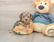 9 week old Yorkie Poo Puppy For Sale - Seaside Pups