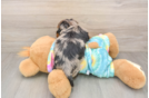Yorkie Poo Puppy for Adoption