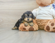 8 week old Yorkie Poo Puppy For Sale - Seaside Pups