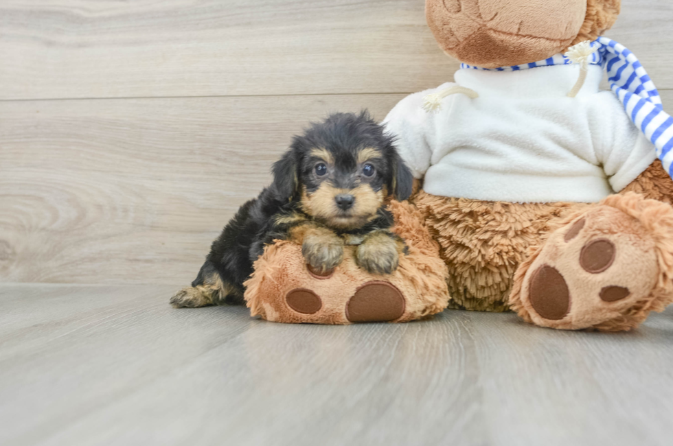 6 week old Yorkie Poo Puppy For Sale - Seaside Pups