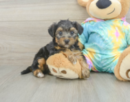 8 week old Yorkie Poo Puppy For Sale - Seaside Pups