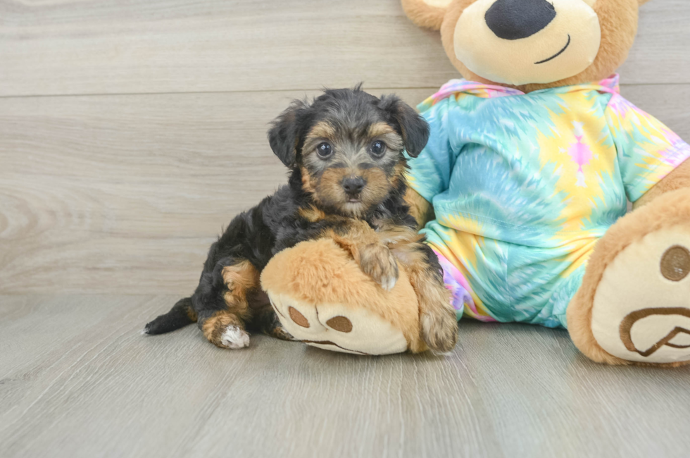 5 week old Yorkie Poo Puppy For Sale - Seaside Pups