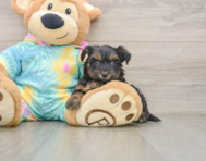 8 week old Yorkie Poo Puppy For Sale - Seaside Pups